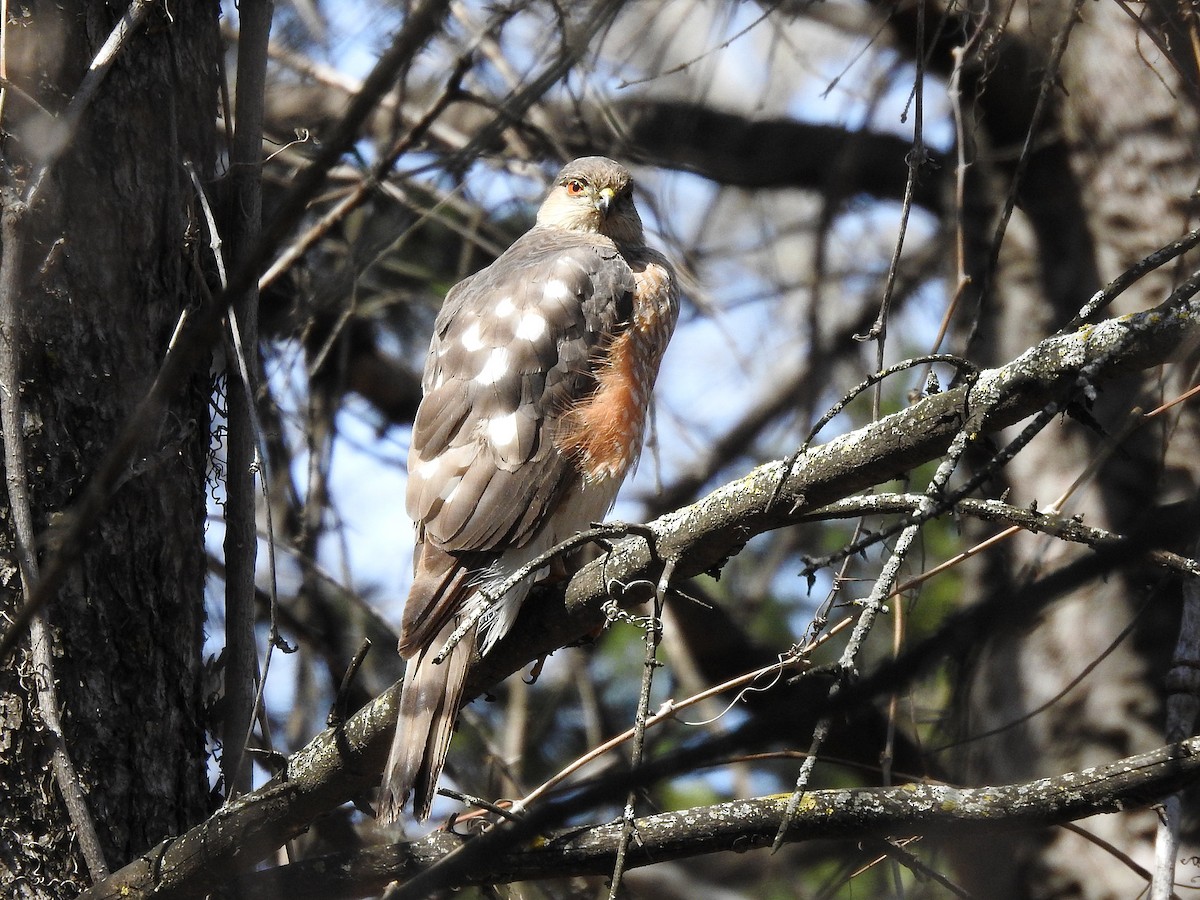 Sharp-shinned Hawk - ML443792411