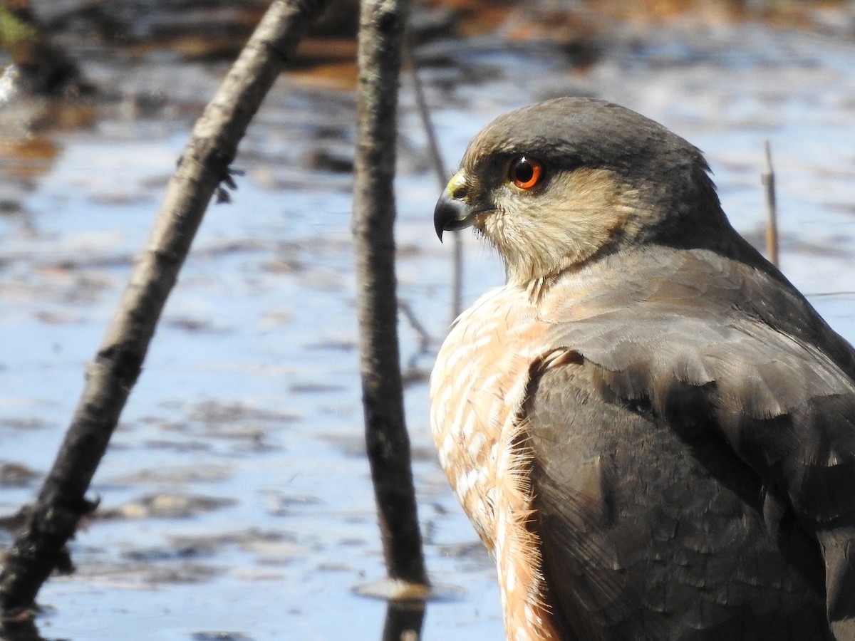 Sharp-shinned Hawk - ML443793131