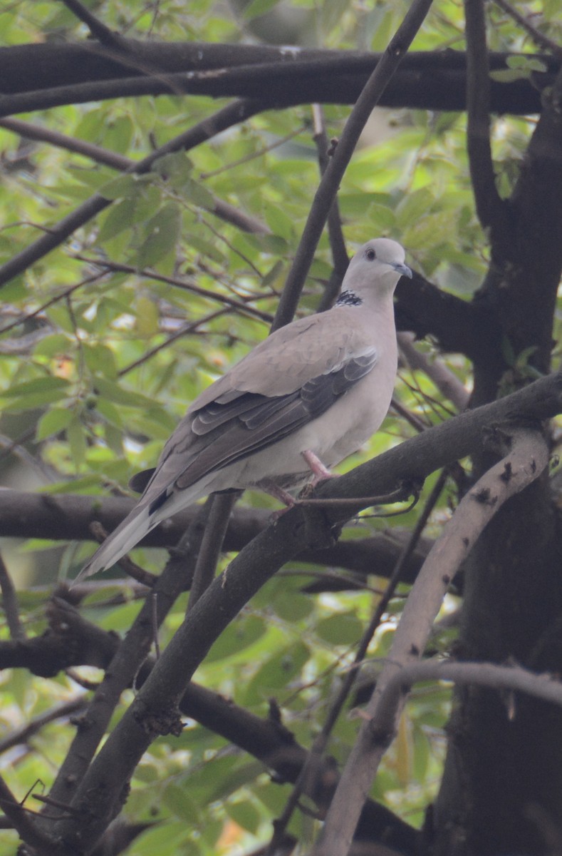 Sunda Collared-Dove - ML44379651