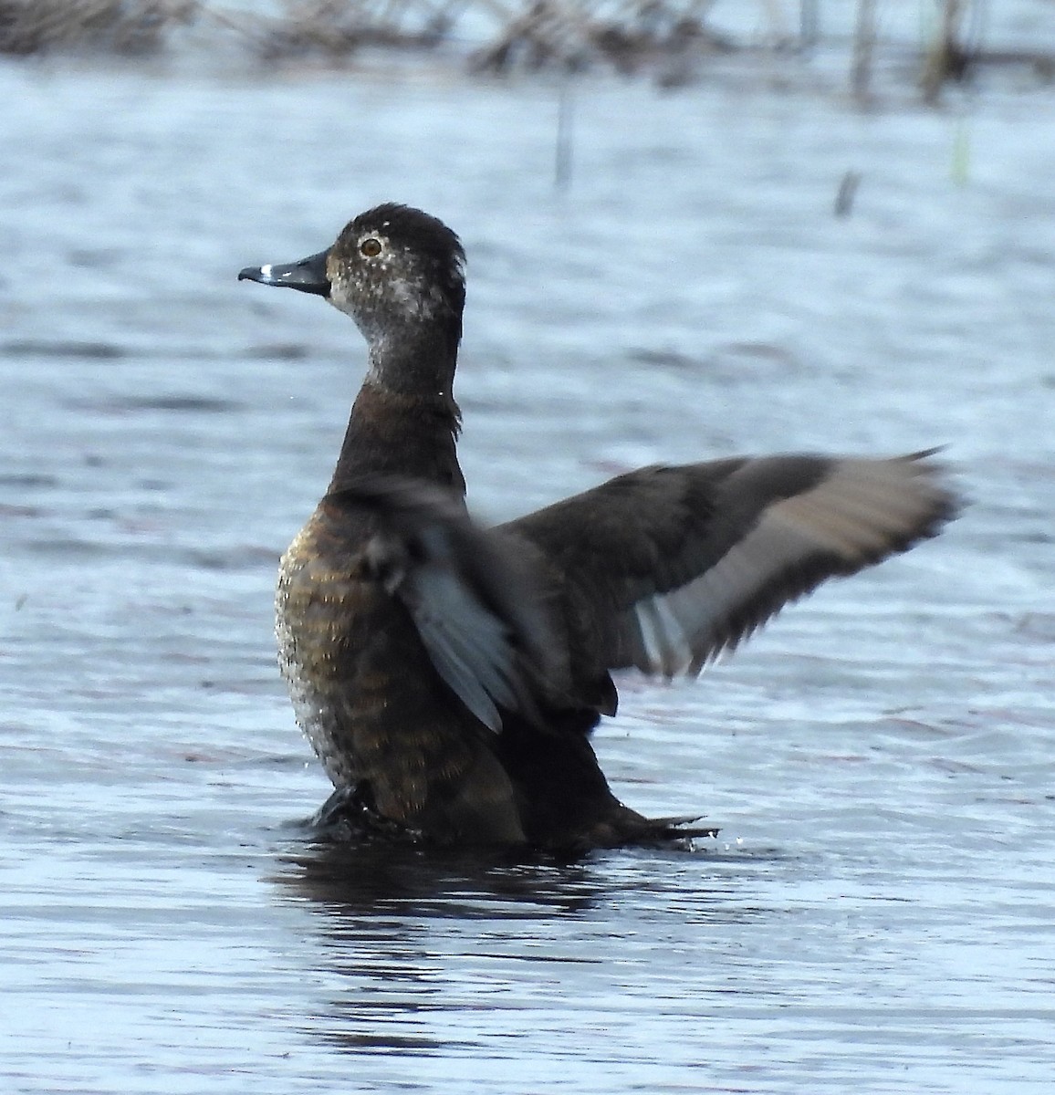 Ring-necked Duck - ML443796561