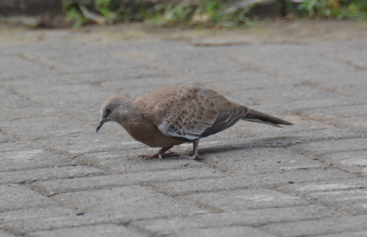 Spotted Dove - ML44379671