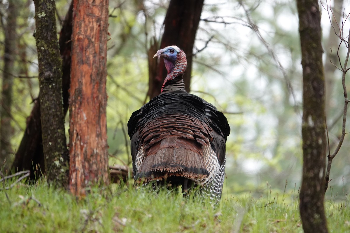 Wild Turkey - ML443796891