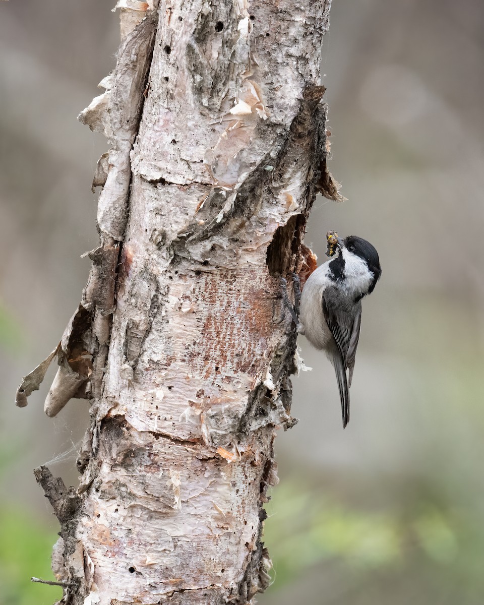 Carolina Chickadee - ML443797581