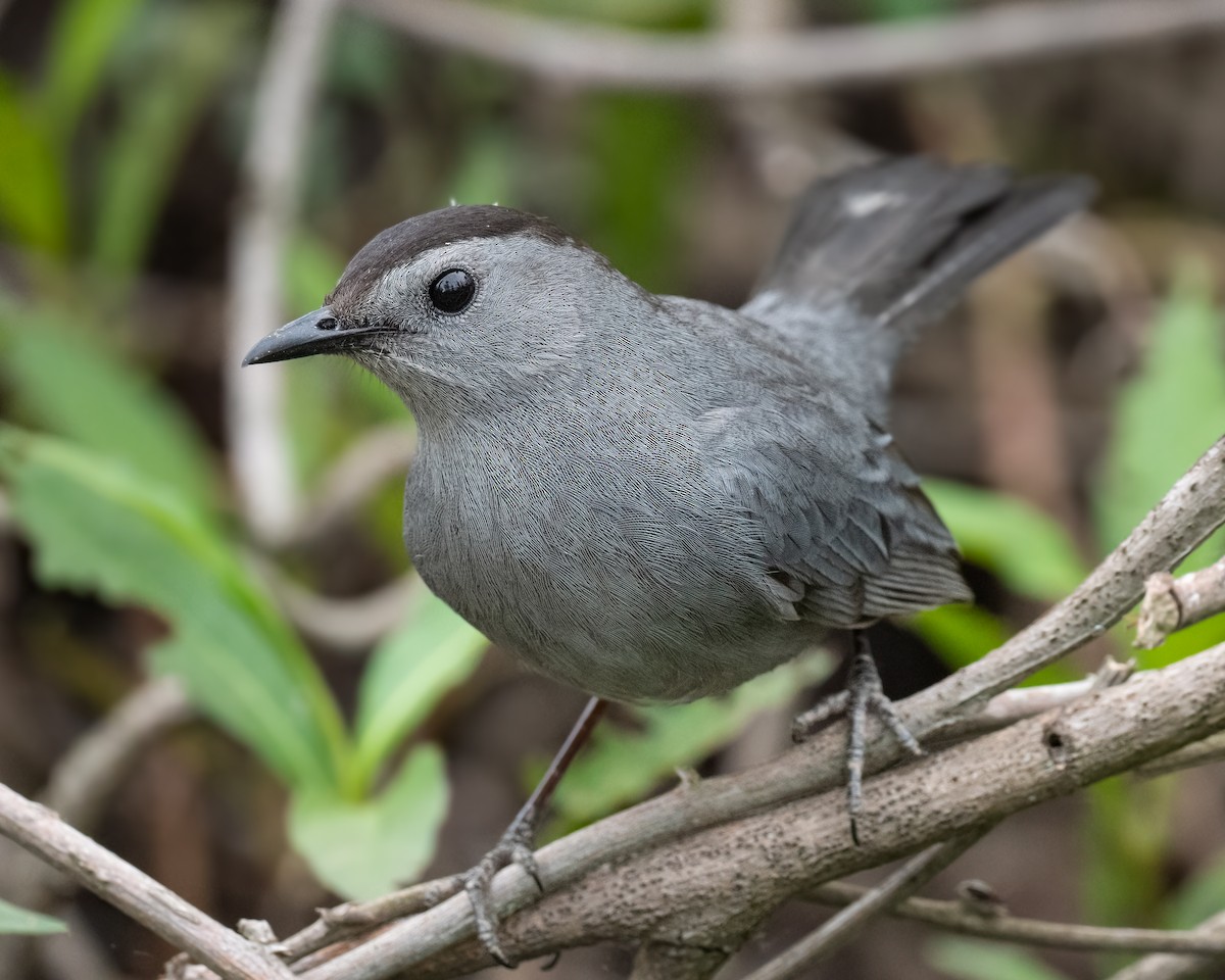 Gray Catbird - ML443797851