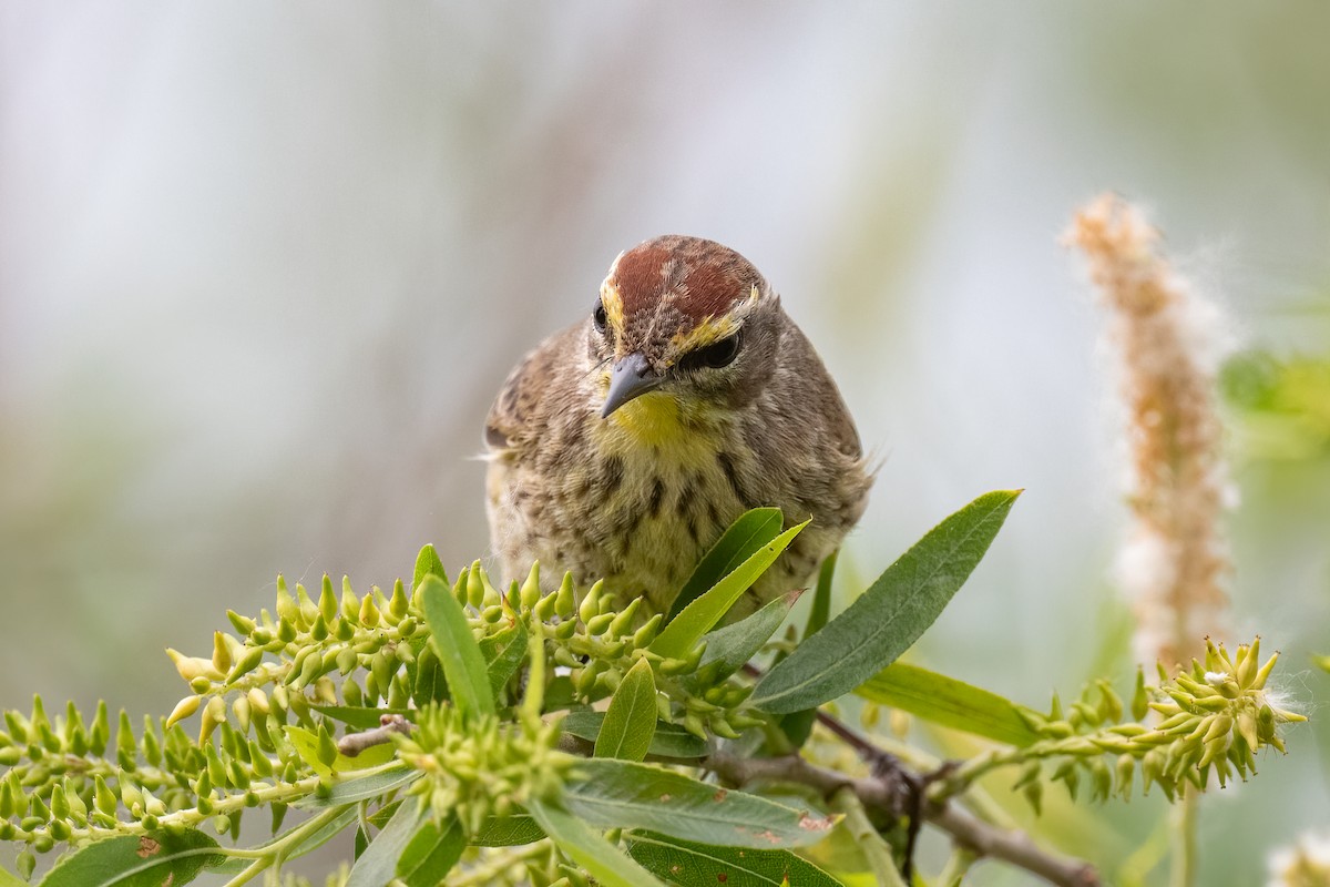 Palm Warbler - ML443798241