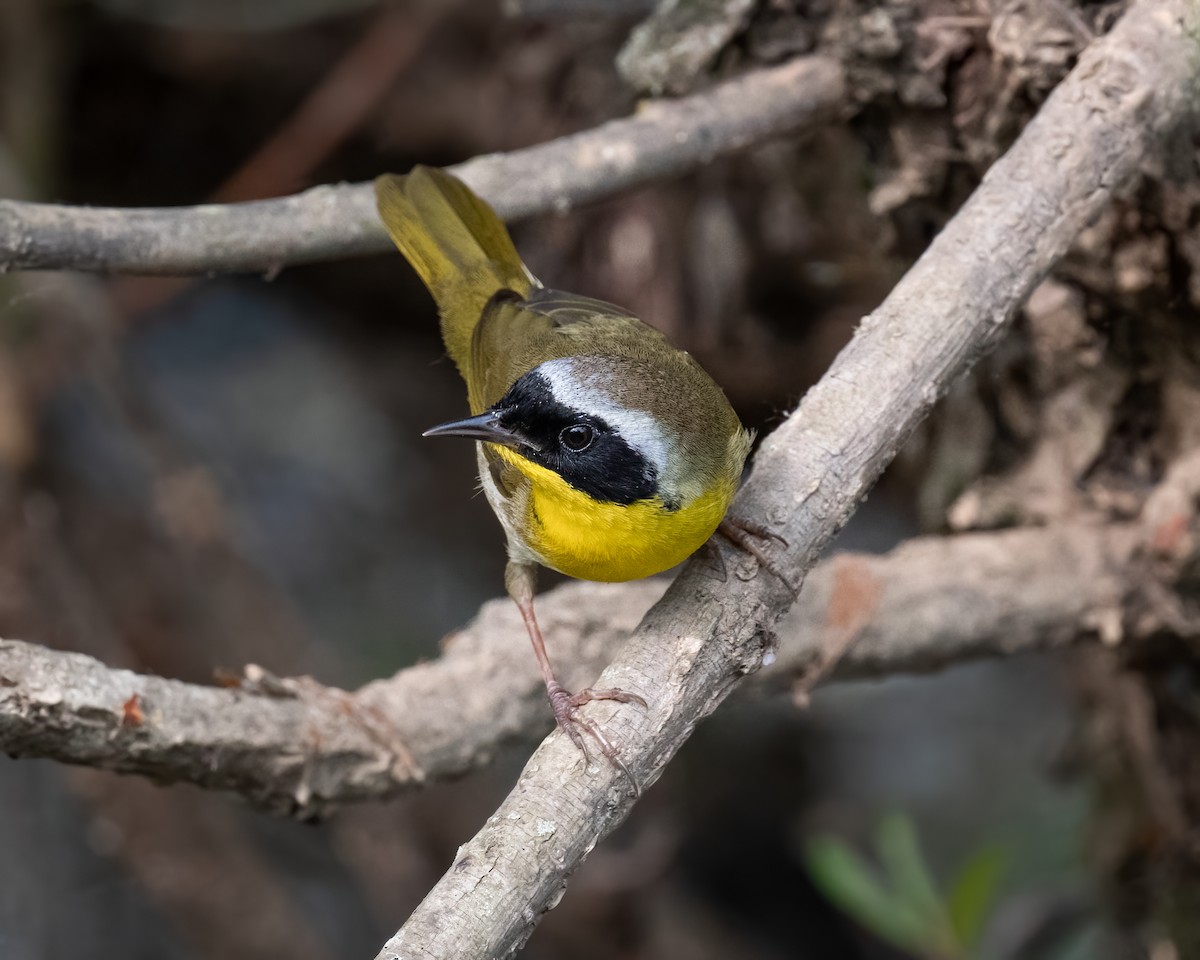 Common Yellowthroat - ML443798651