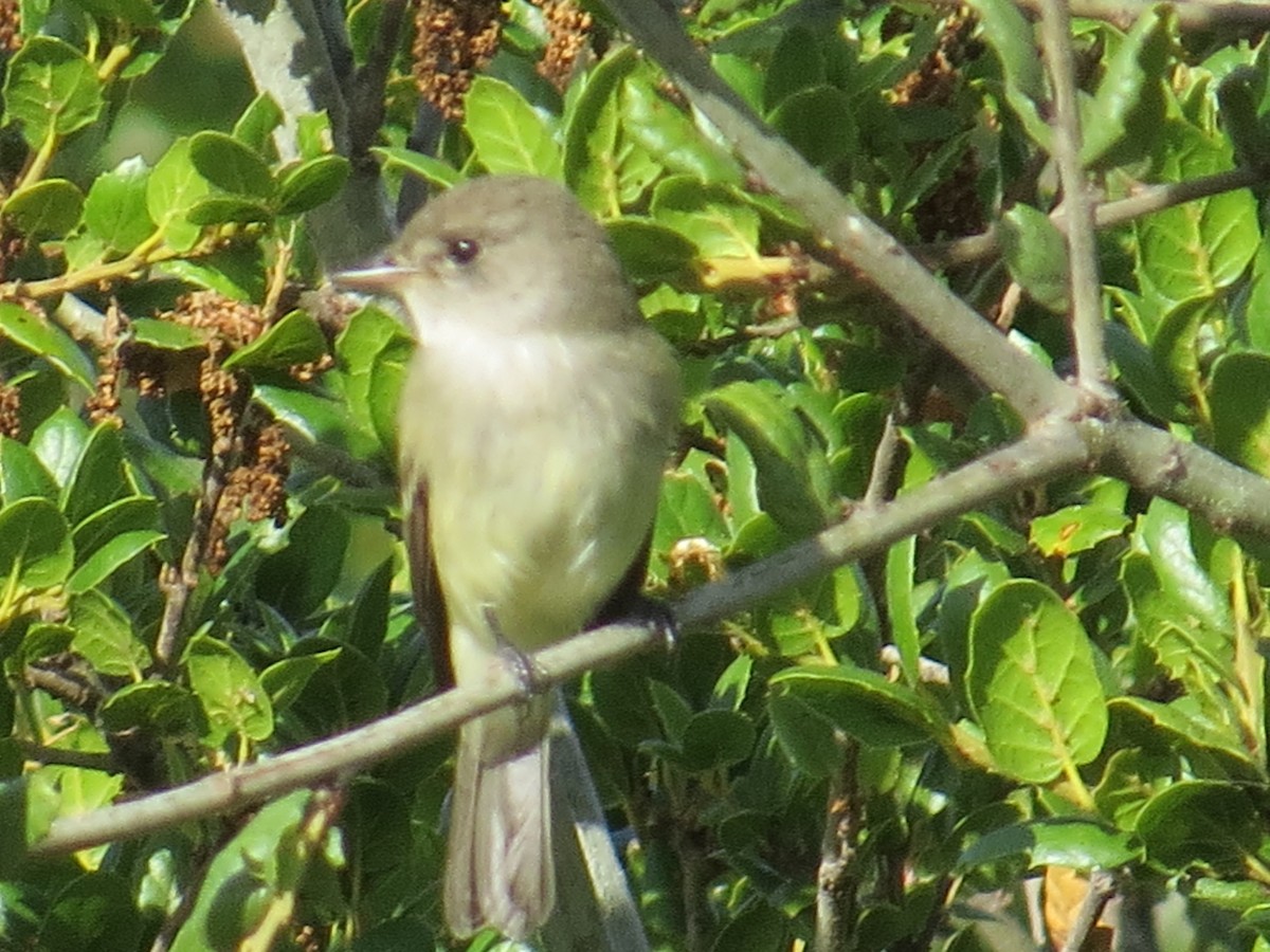 Willow Flycatcher - ML443798901