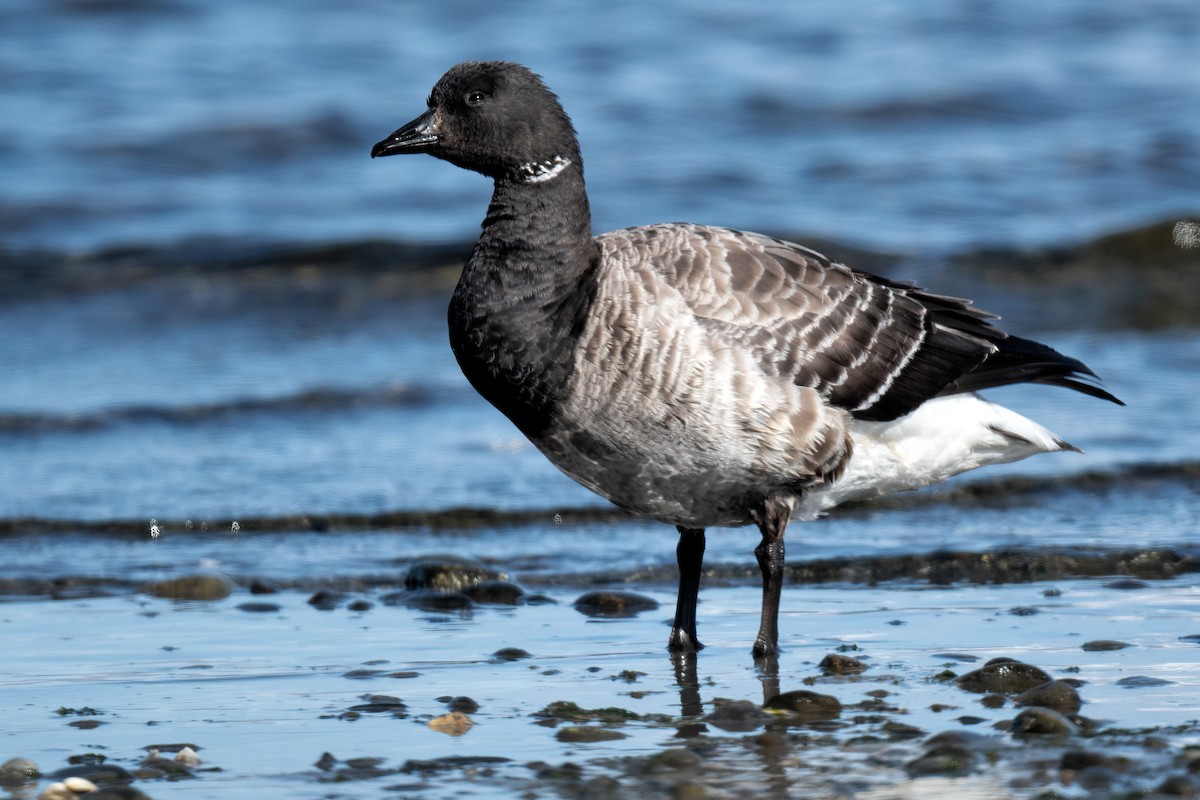 Branta musubeltza - ML443798911