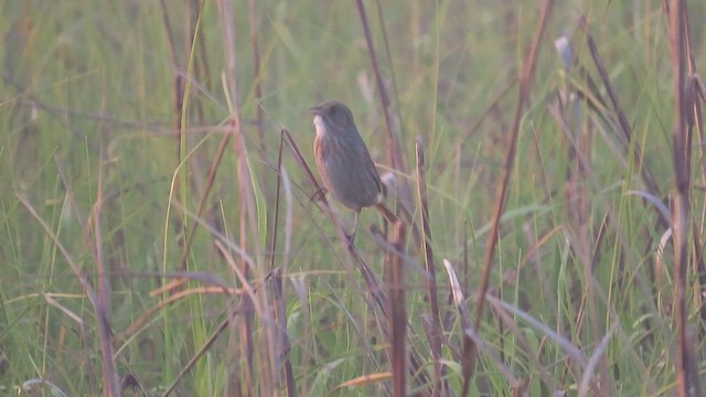 Seaside Sparrow - ML443799051