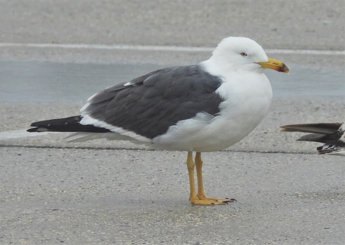 Lesser Black-backed Gull - ML443799511