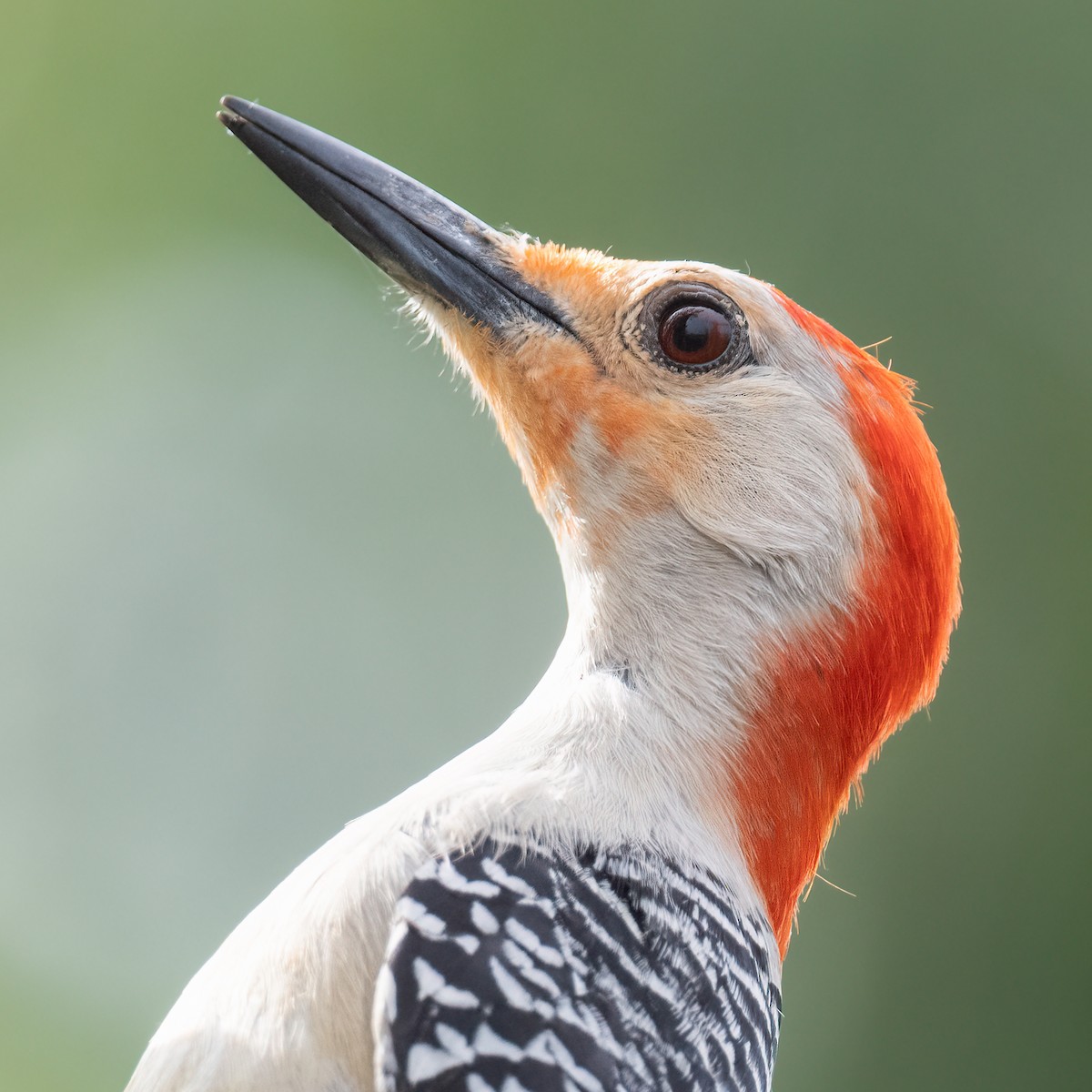 Red-bellied Woodpecker - ML443799541