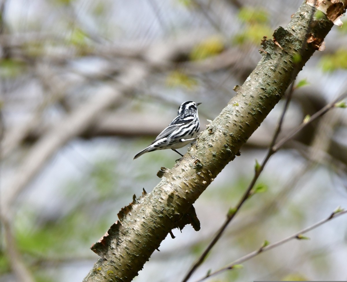 Black-and-white Warbler - ML443799841
