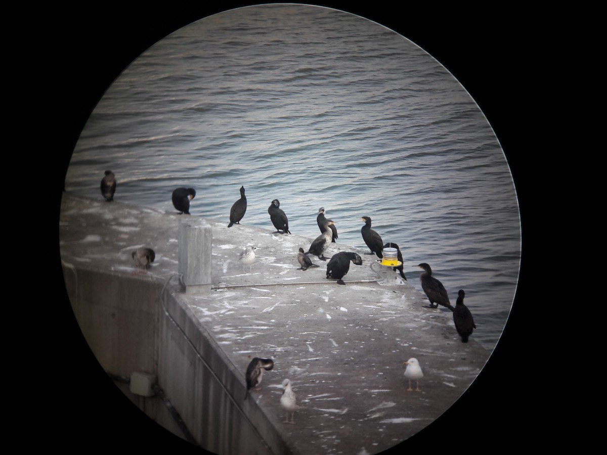 Pygmy Cormorant - Kerem Ali Boyla