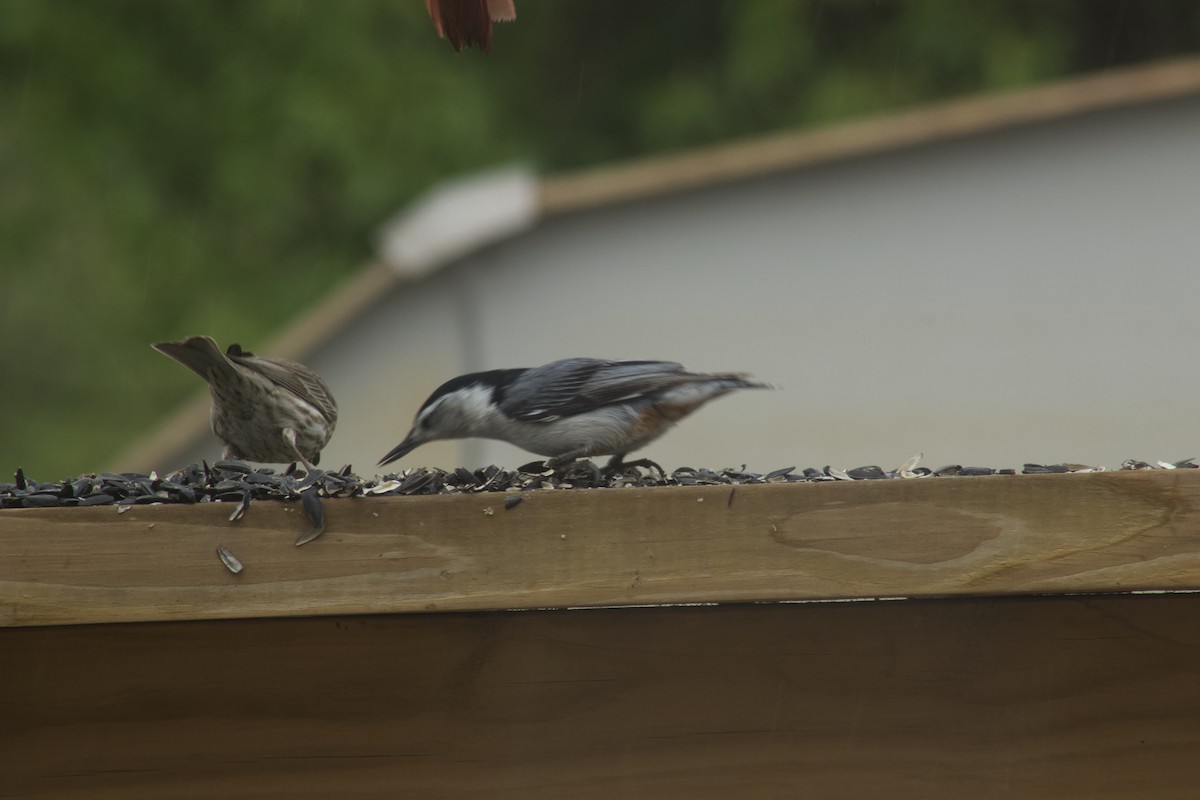 White-breasted Nuthatch - Michial Cook