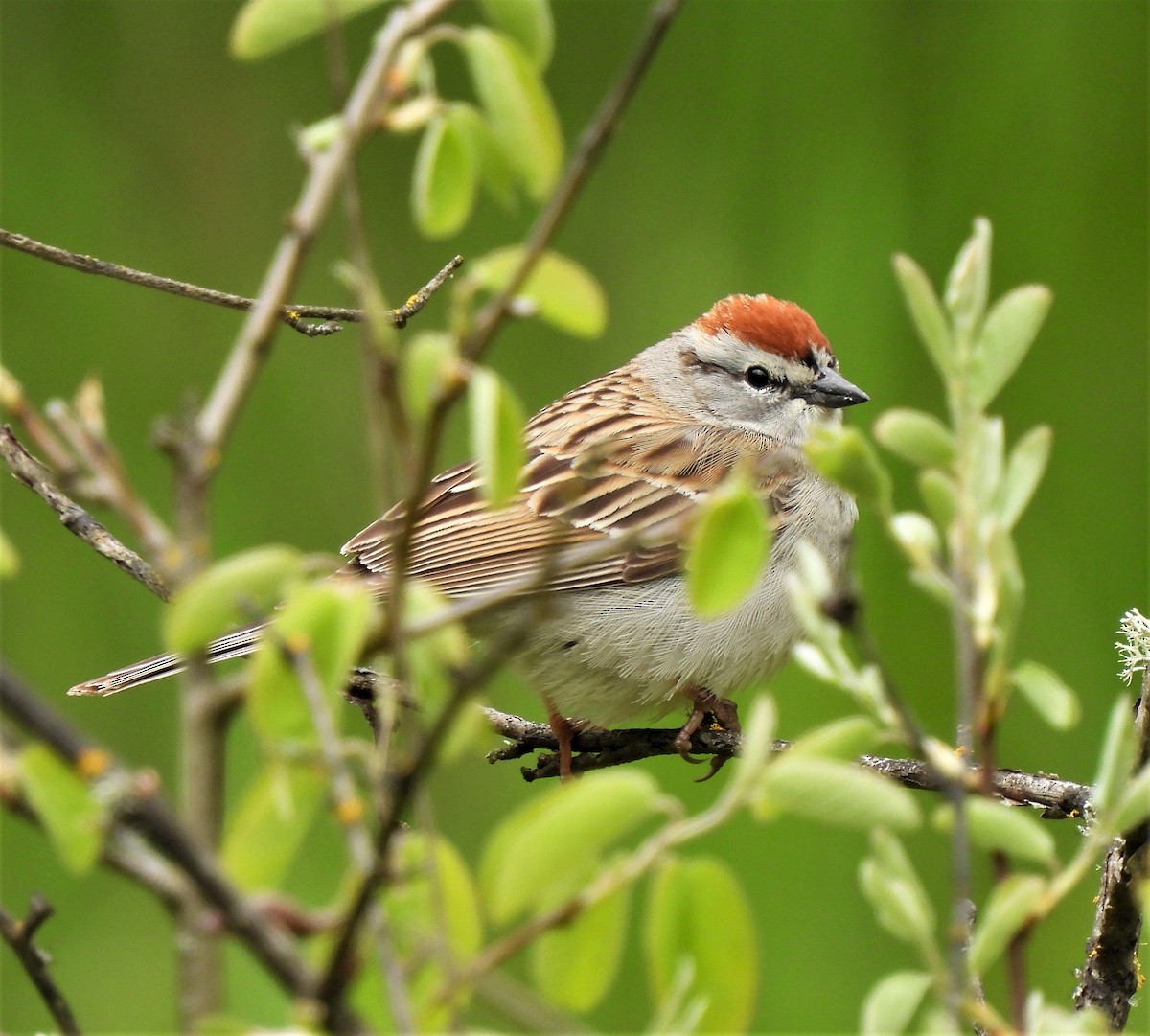 Chipping Sparrow - Rick Bennett