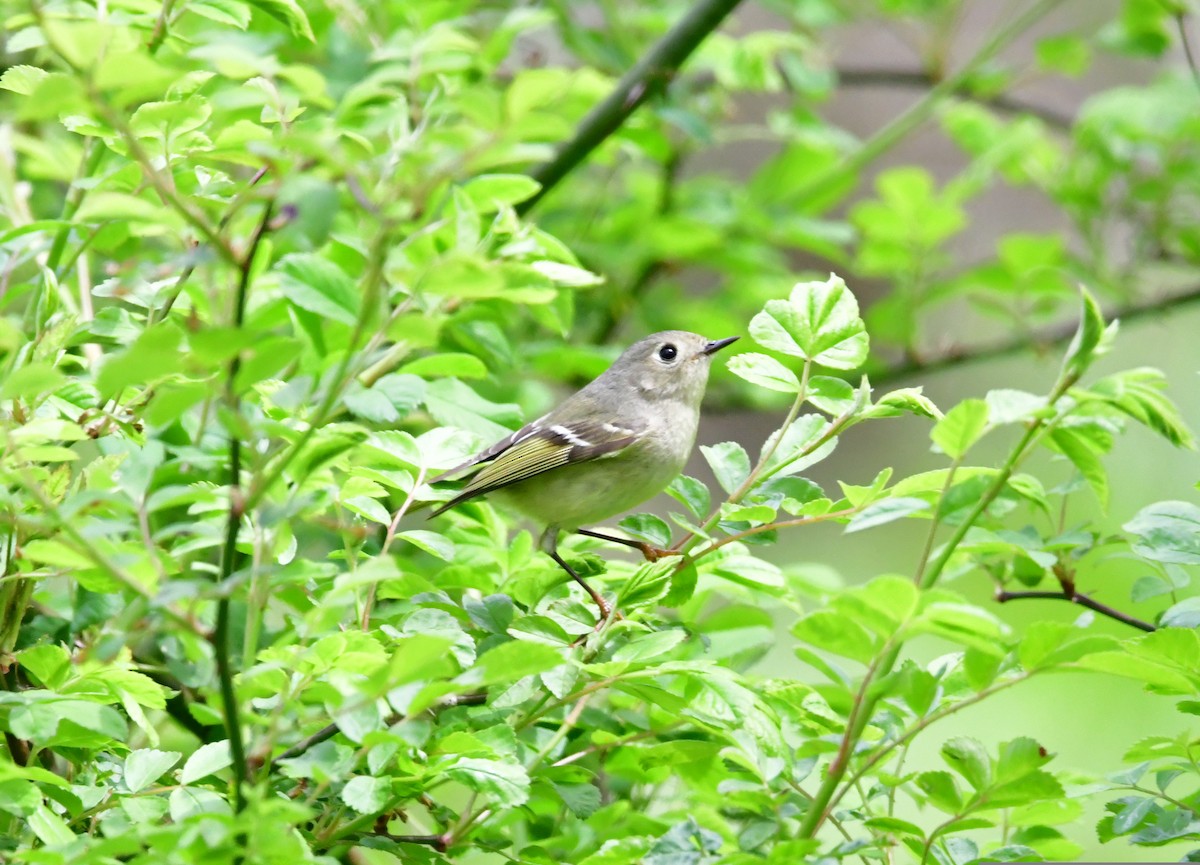 Ruby-crowned Kinglet - ML443802021