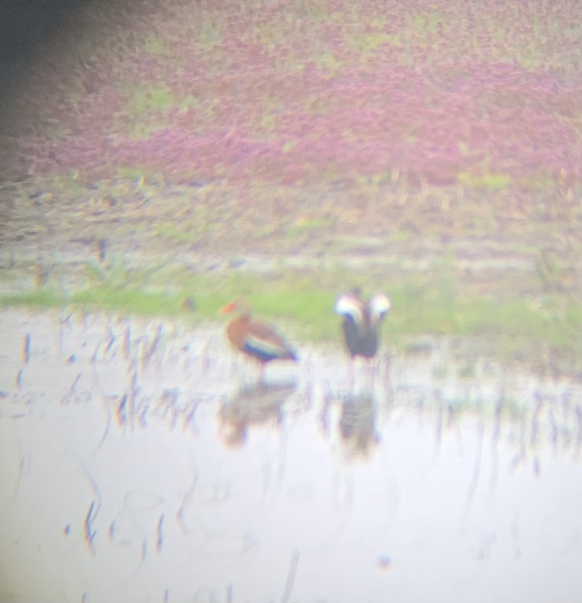 Black-bellied Whistling-Duck - ML443802431