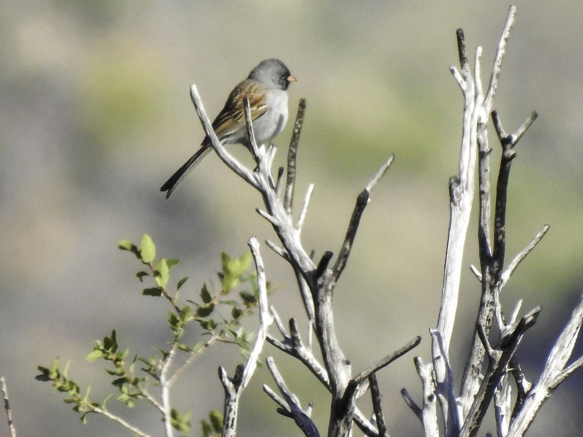 Black-chinned Sparrow - Astrid Taen