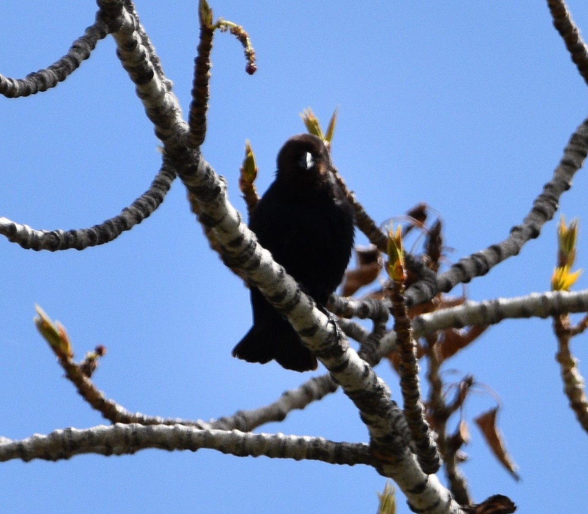 Brown-headed Cowbird - ML443804501