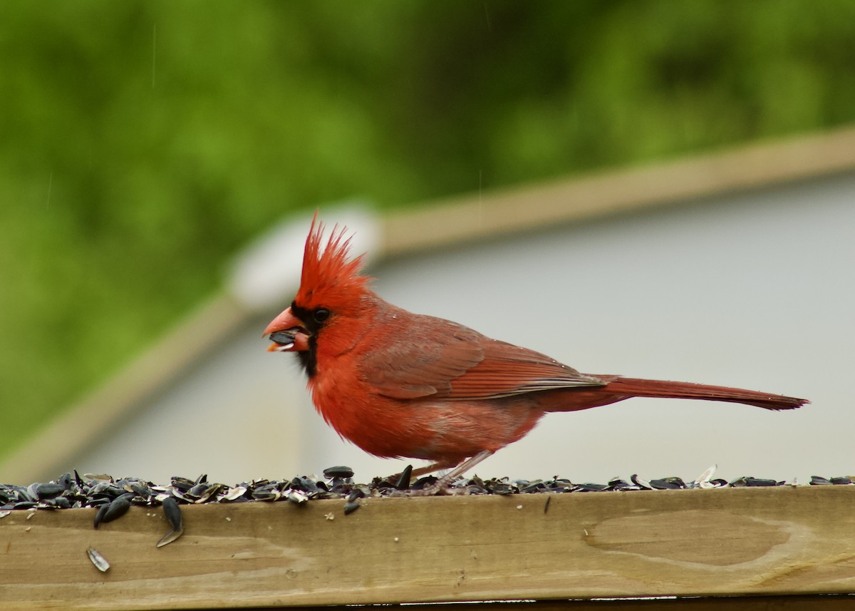 Cardinal rouge - ML443804701