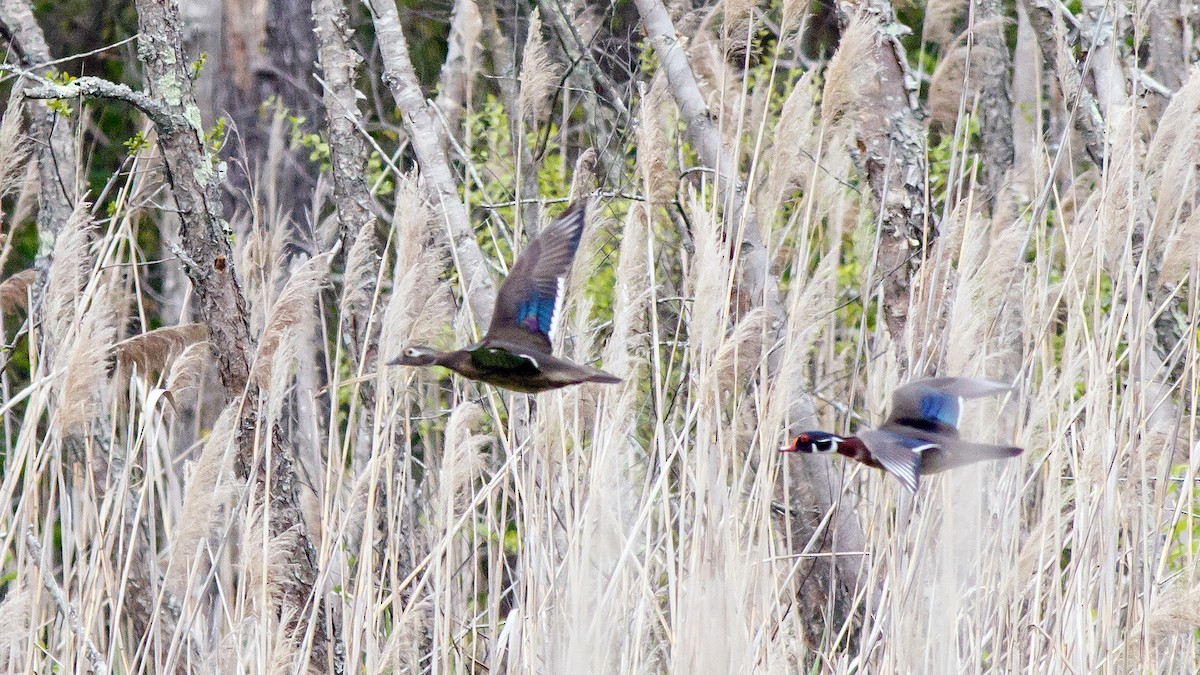 Wood Duck - ML443806531