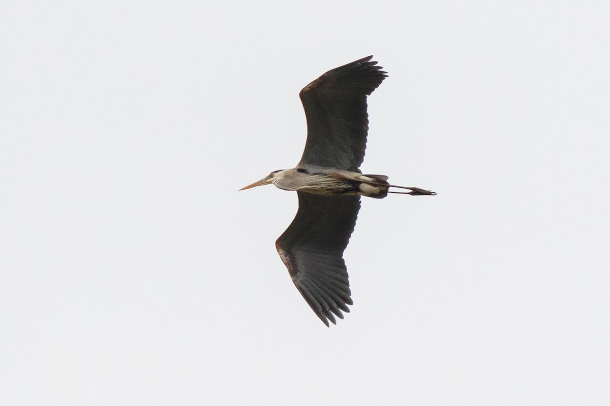 Great Blue Heron - Naseem Reza