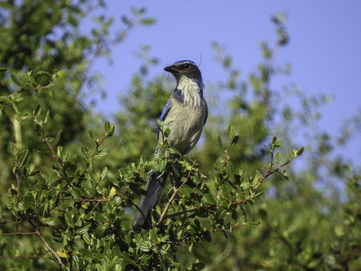 California Scrub-Jay - ML443806951