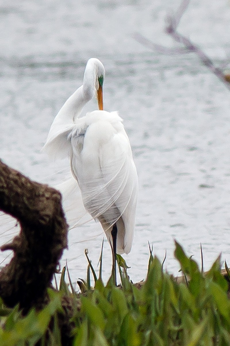 Great Egret - ML443807011