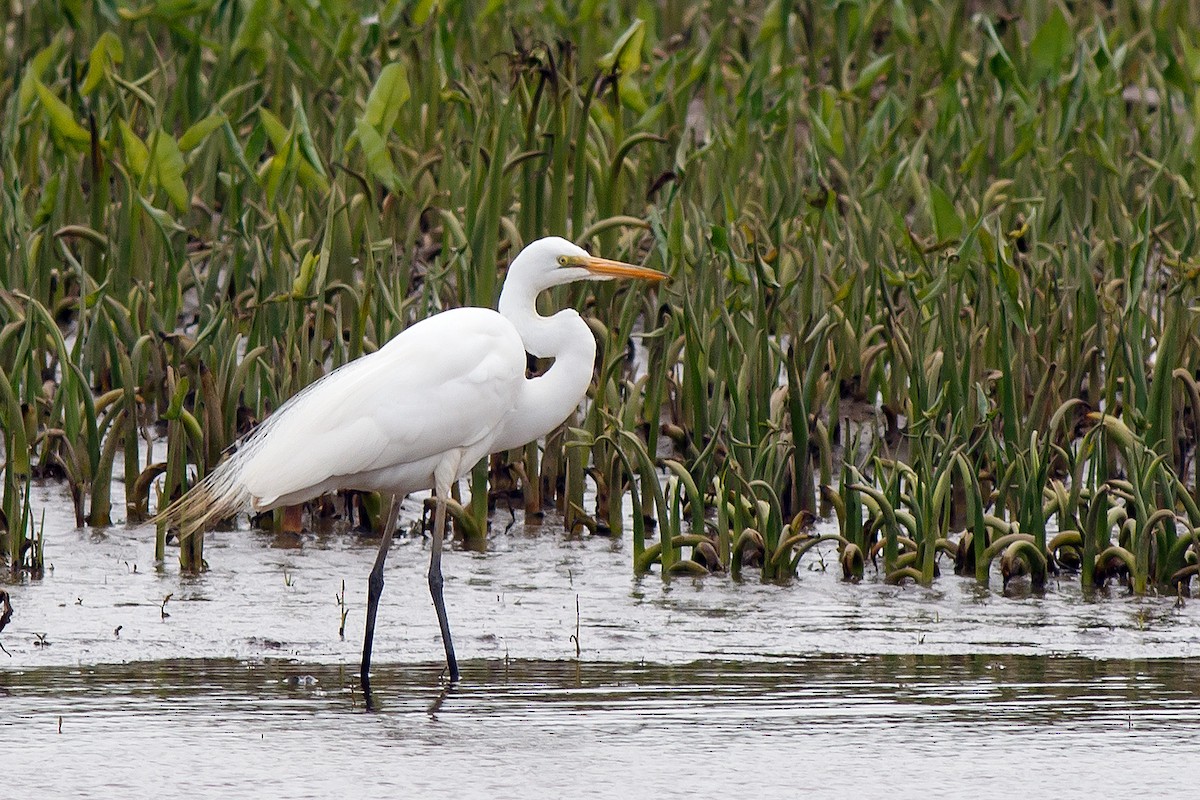 Great Egret - Naseem Reza