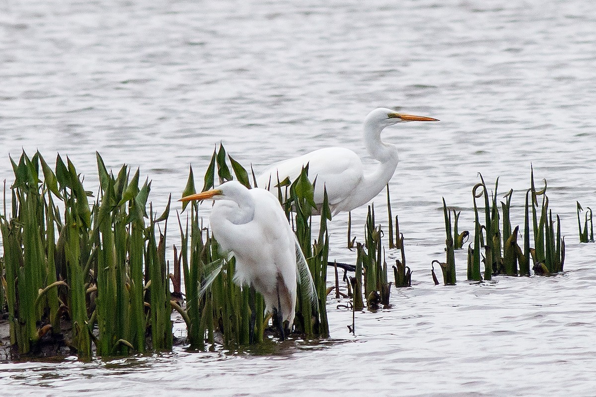 Great Egret - ML443807041