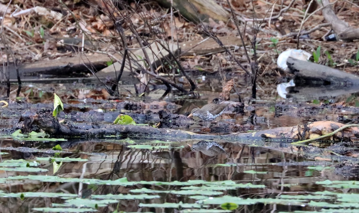 Spotted Sandpiper - Stefan Mutchnick