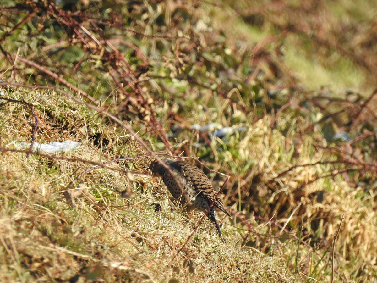 Northern Flicker - ML44380721