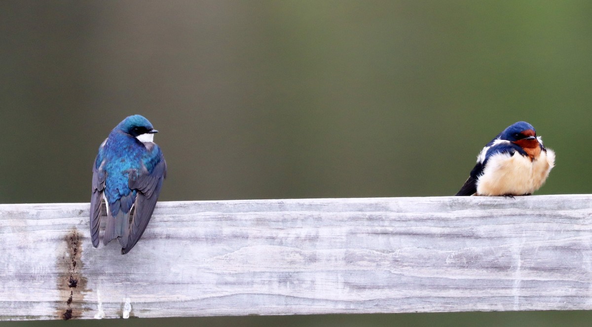 Golondrina Bicolor - ML443808201