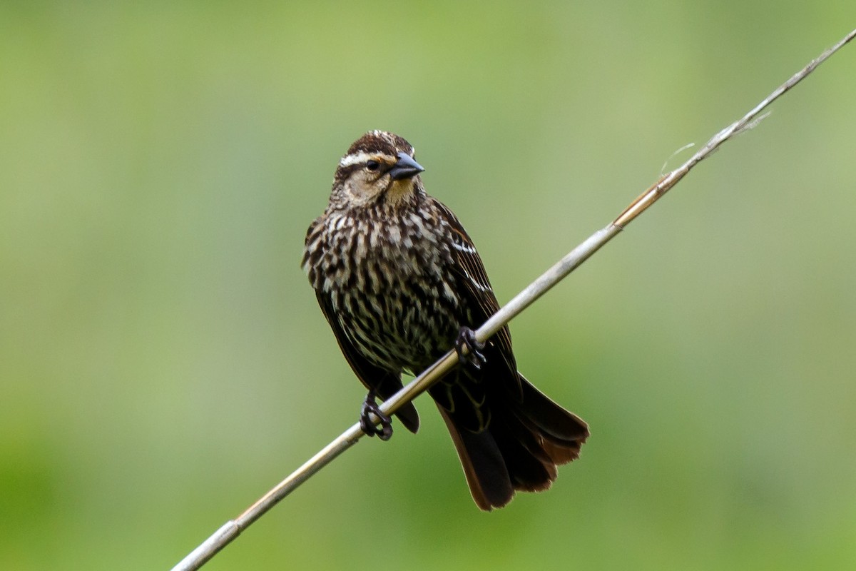 Red-winged Blackbird - Naseem Reza