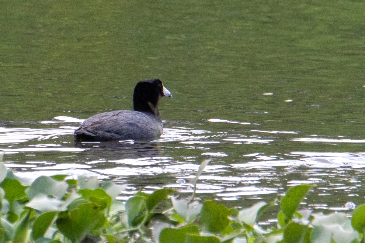 American Coot - ML443809251