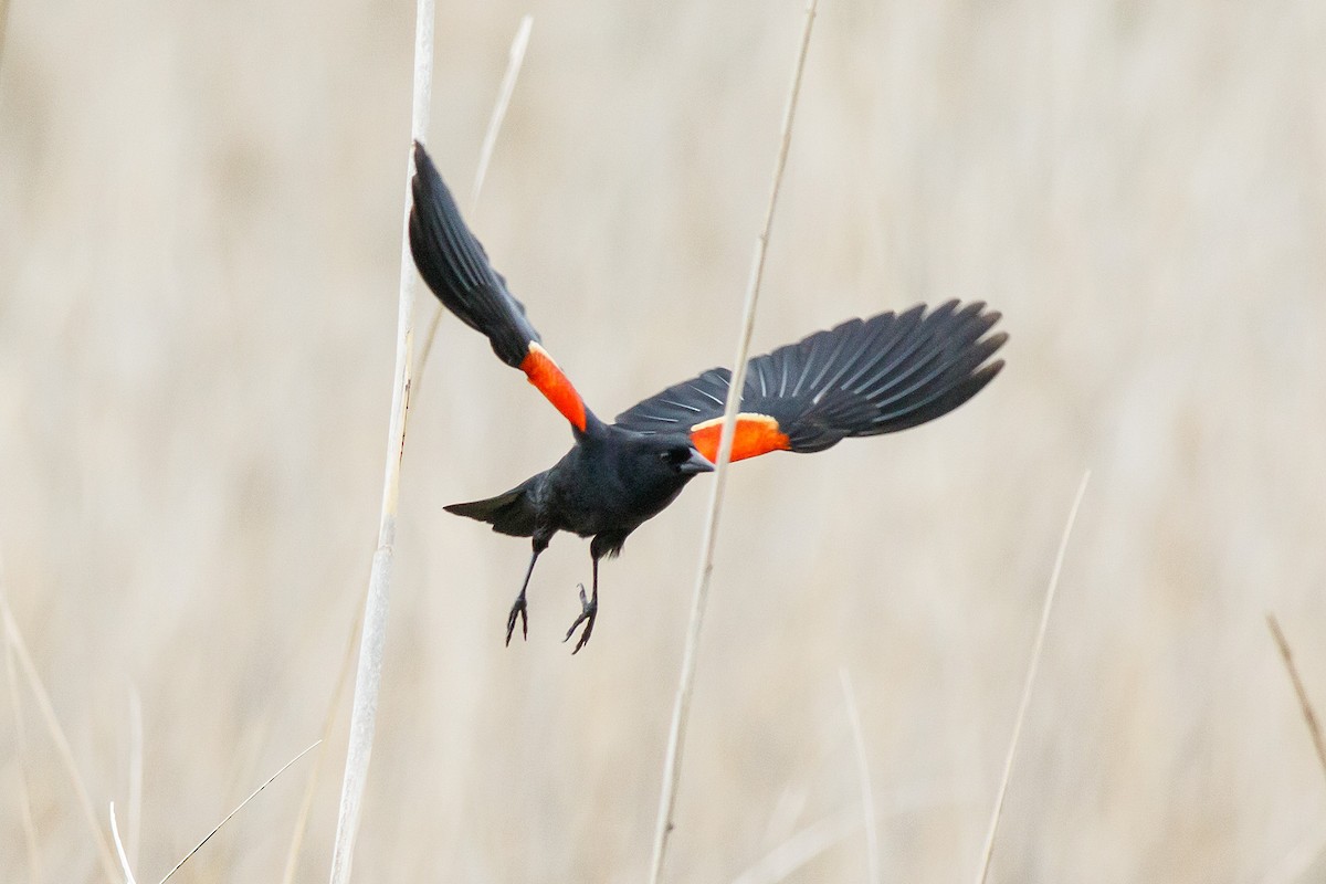 Red-winged Blackbird - Naseem Reza