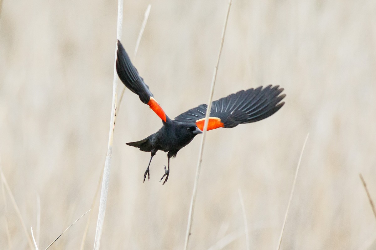 Red-winged Blackbird - ML443809421