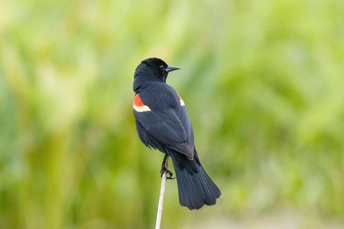 Red-winged Blackbird - Naseem Reza