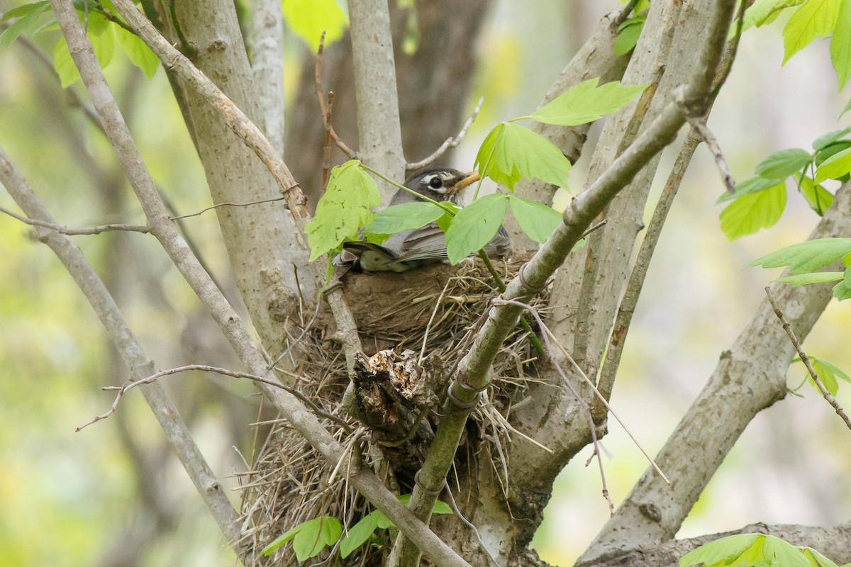 American Robin - ML443809631