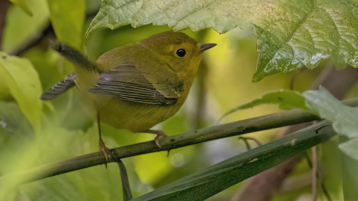 Wilson's Warbler - ML443809731