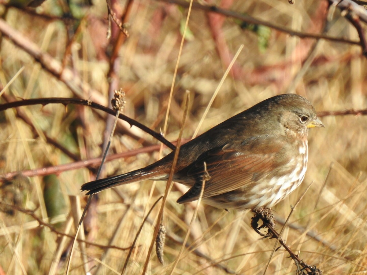 Fox Sparrow - ML44381021