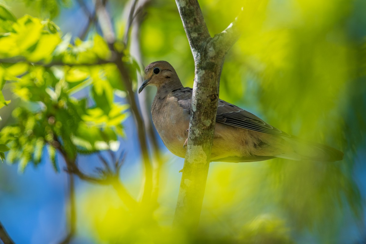 Mourning Dove - ML443810701