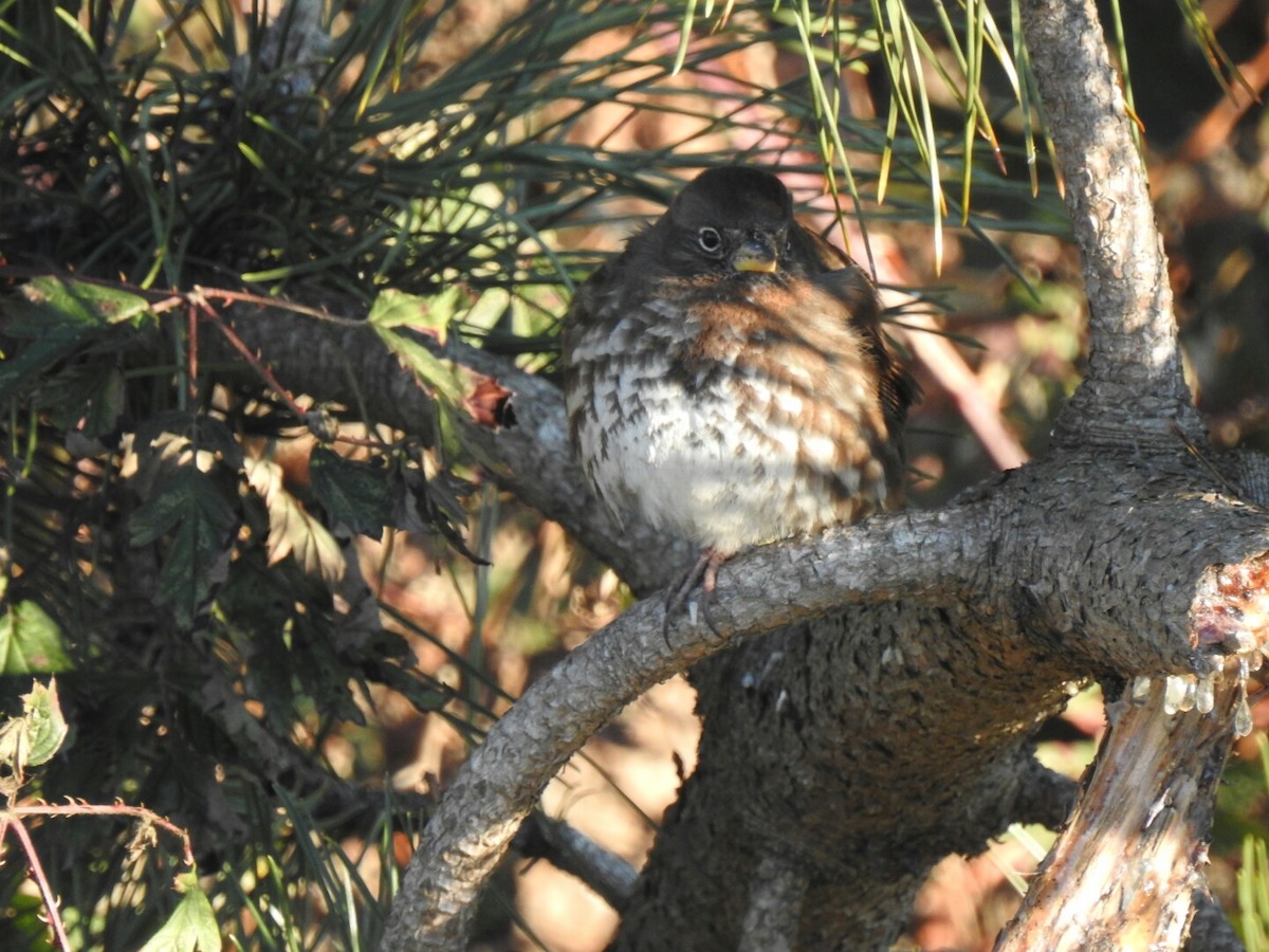 Fox Sparrow - ML44381071