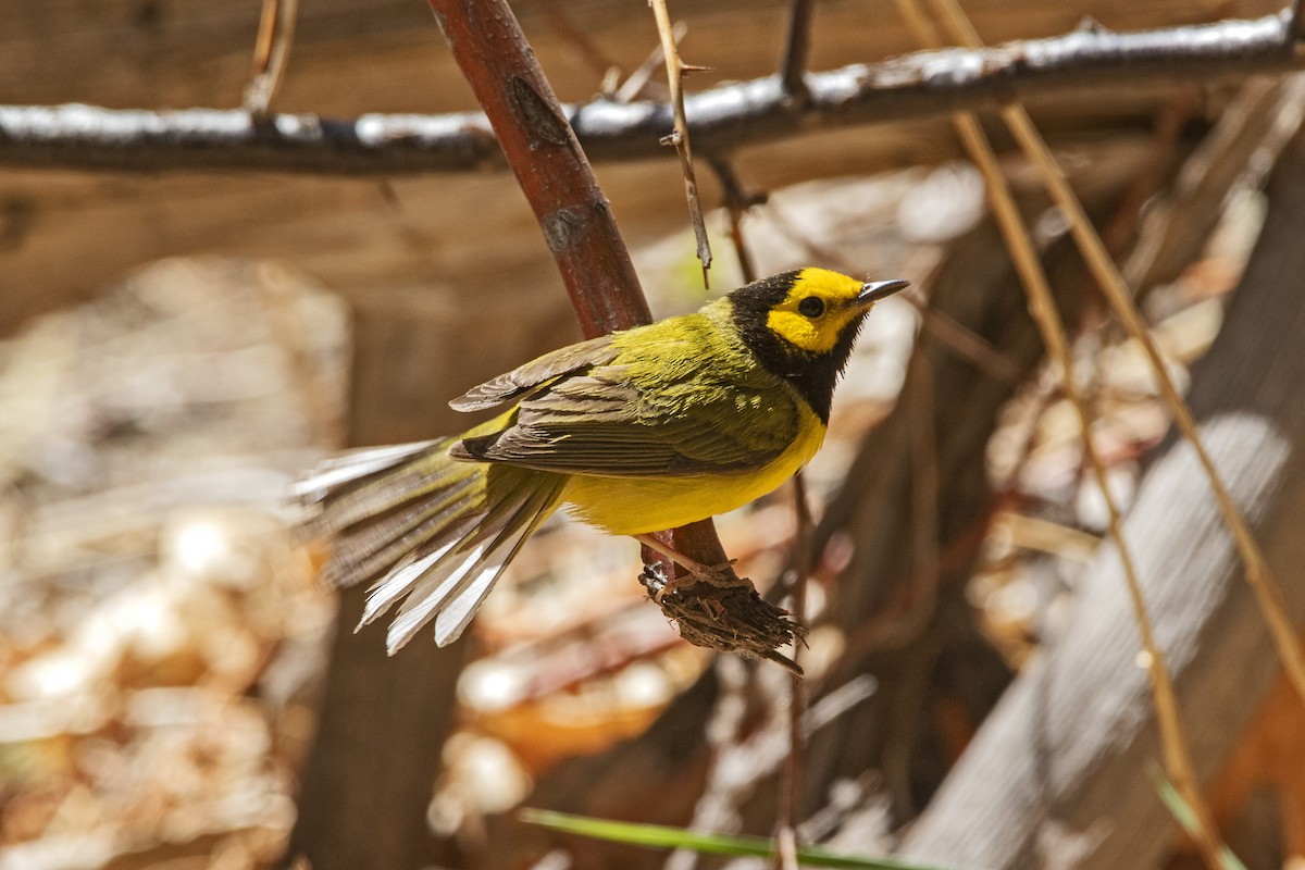 Hooded Warbler - ML443811251