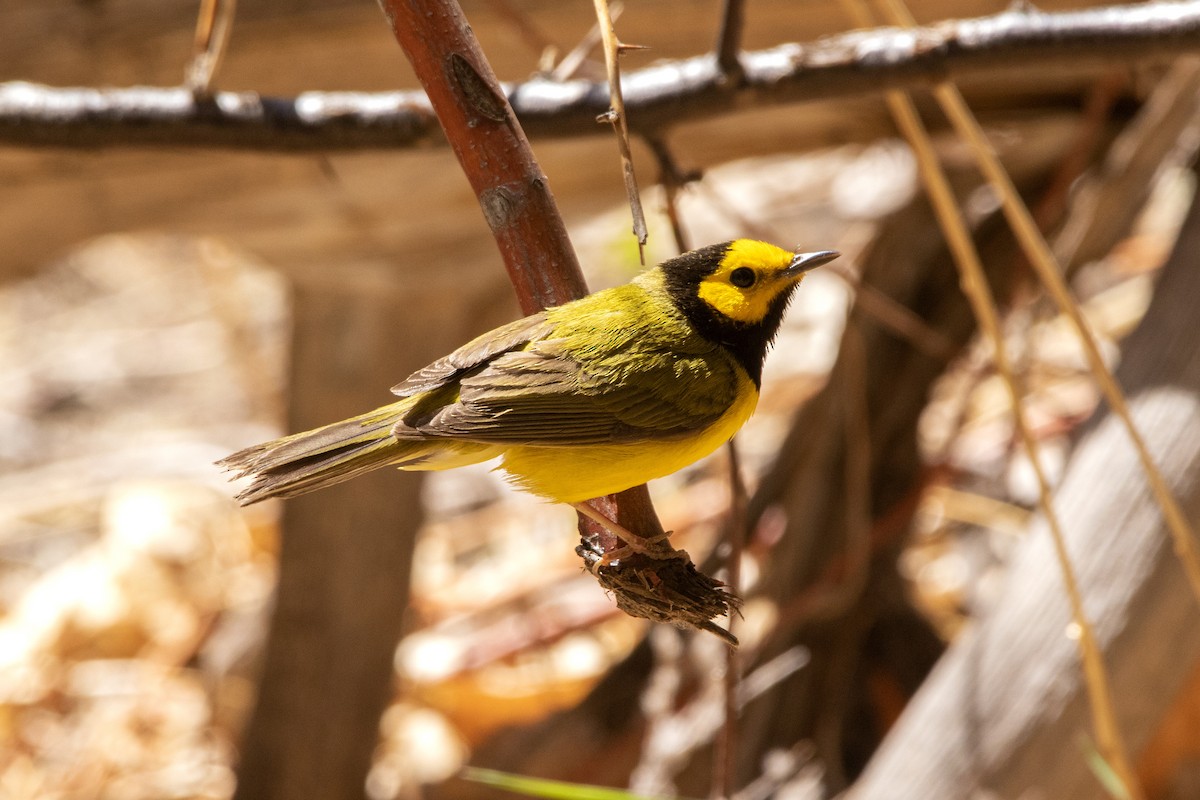 Hooded Warbler - ML443811341