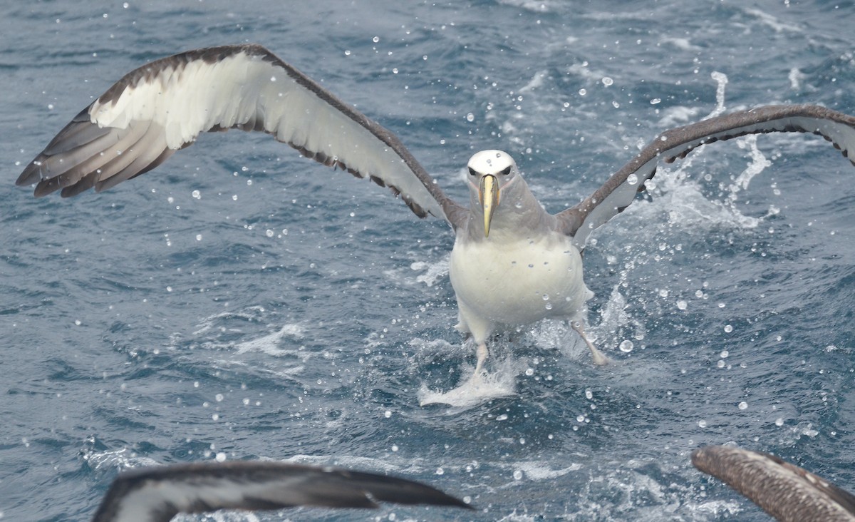 albatros snarský - ML443811601