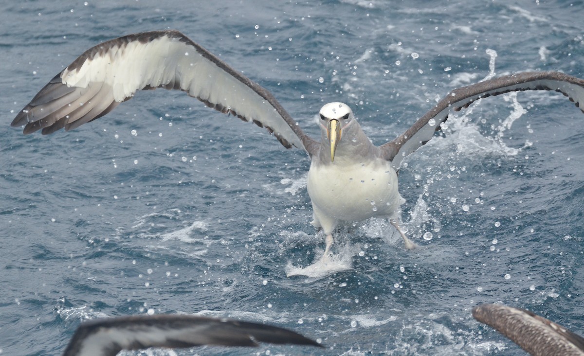 Salvin's Albatross - ML443811601