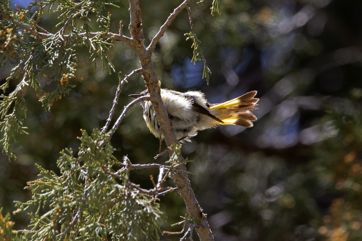 American Redstart - ML443811611