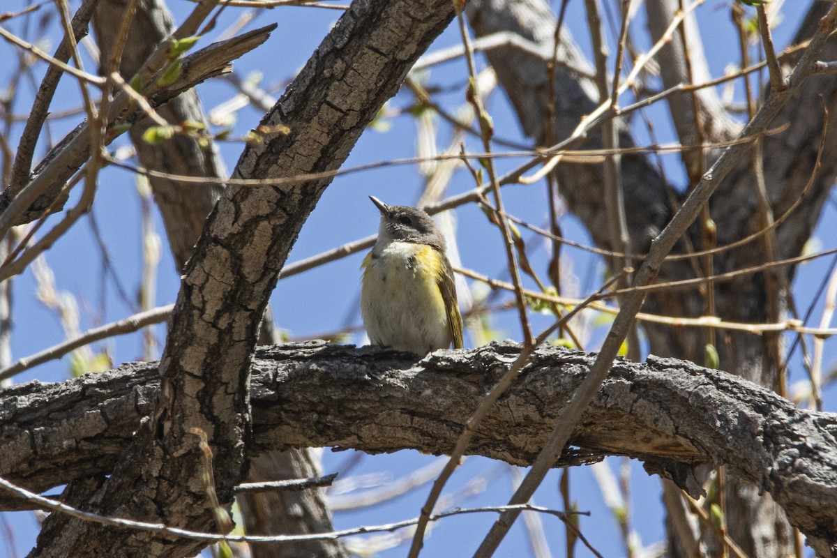 American Redstart - ML443811681