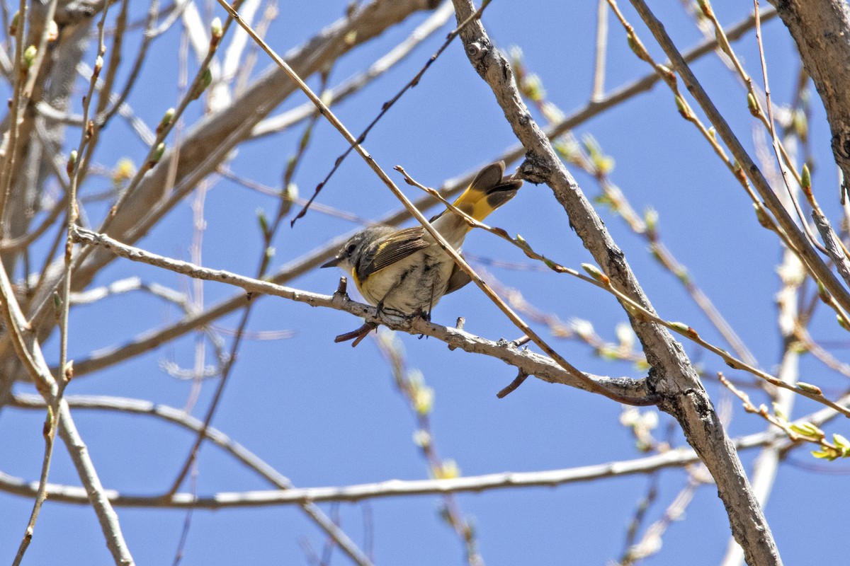 American Redstart - ML443811751